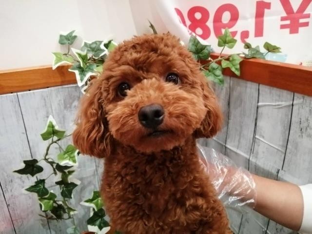 トイ・プードル