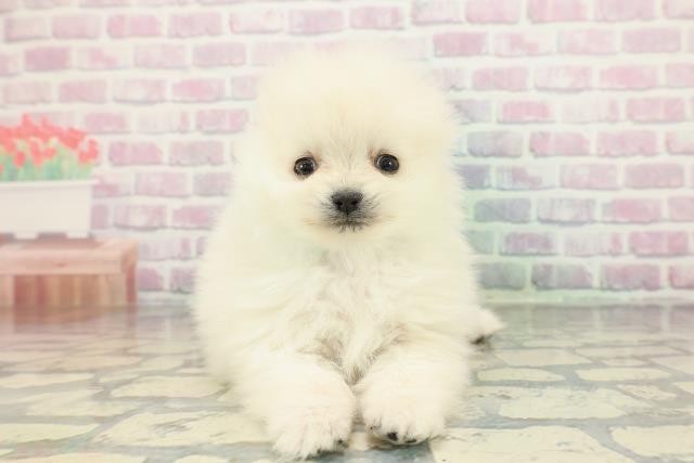 千葉県のポメラニアン (Coo&RIKU東船橋店/2026年1月18日生まれ/男の子/クリーム)の子犬の1枚目の画像