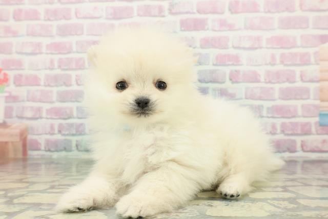 千葉県のポメラニアン (Coo&RIKU東船橋店/2026年1月18日生まれ/男の子/クリーム)の子犬の2枚目の画像