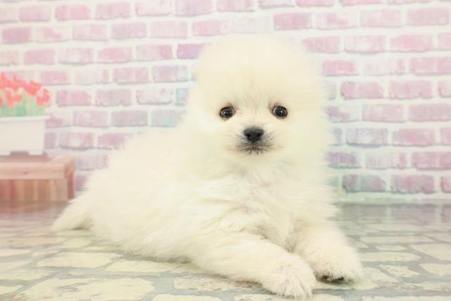 千葉県のポメラニアン (Coo&RIKU東船橋店/2026年1月18日生まれ/男の子/クリーム)の子犬の3枚目の画像