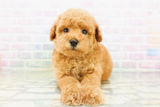 東京都のトイプードル(トイ) (Coo&RIKU吉祥寺店/2026年5月10日生まれ/男の子/レッド)の子犬の1枚目の画像