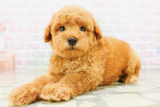 東京都のトイプードル(トイ) (Coo&RIKU吉祥寺店/2026年5月10日生まれ/男の子/レッド)の子犬の2枚目の画像