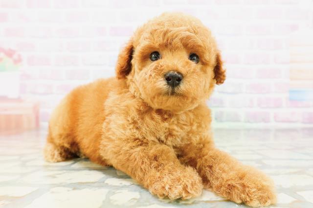 東京都のトイプードル(トイ) (Coo&RIKU吉祥寺店/2026年5月10日生まれ/男の子/レッド)の子犬の3枚目の画像