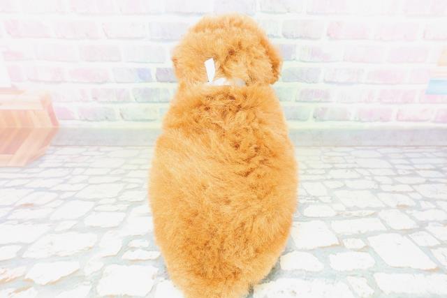東京都のトイプードル(トイ) (Coo&RIKU吉祥寺店/2026年5月10日生まれ/男の子/レッド)の子犬の4枚目の画像