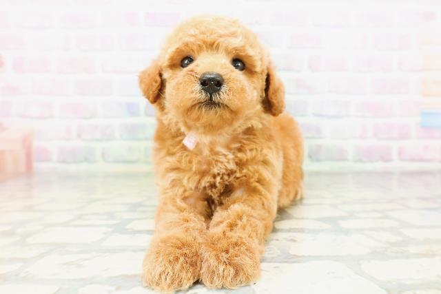 青森県のトイプードル(トイ) (Coo&RIKU弘前店/2026年5月10日生まれ/女の子/レッド)の子犬の1枚目の画像