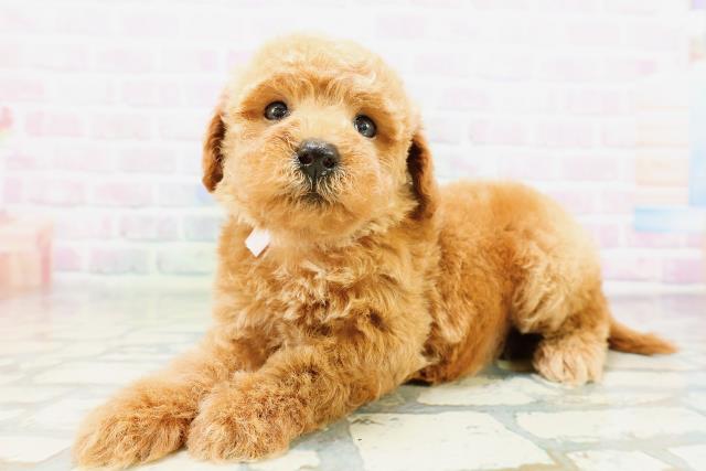 青森県のトイプードル(トイ) (Coo&RIKU弘前店/2026年5月10日生まれ/女の子/レッド)の子犬の2枚目の画像