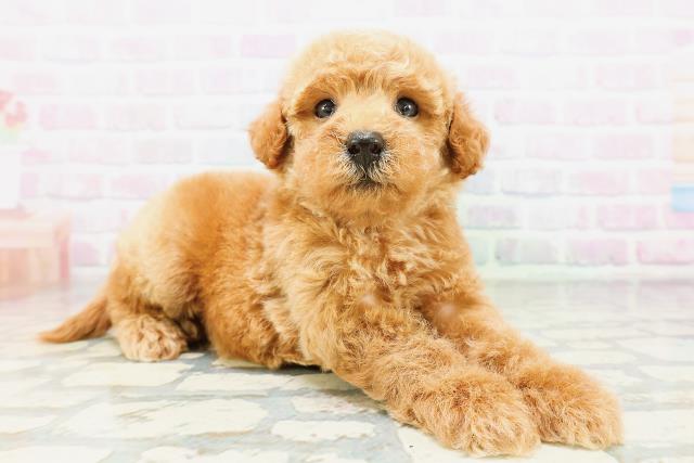 青森県のトイプードル(トイ) (Coo&RIKU弘前店/2026年5月10日生まれ/女の子/レッド)の子犬の3枚目の画像