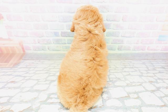 青森県のトイプードル(トイ) (Coo&RIKU弘前店/2026年5月10日生まれ/女の子/レッド)の子犬の4枚目の画像