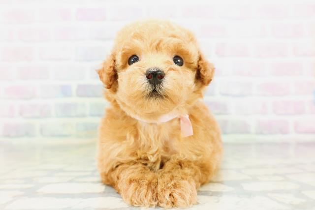 長野県のトイプードル(トイ) (Coo&RIKU松本店/2026年5月10日生まれ/女の子/レッド)の子犬