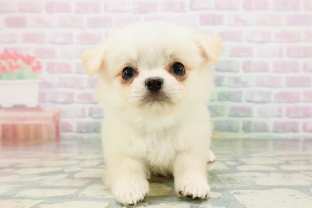 神奈川県のチワワ(ロング) (Coo&RIKUパウ川崎店/2026年5月11日生まれ/男の子/クリーム)の子犬