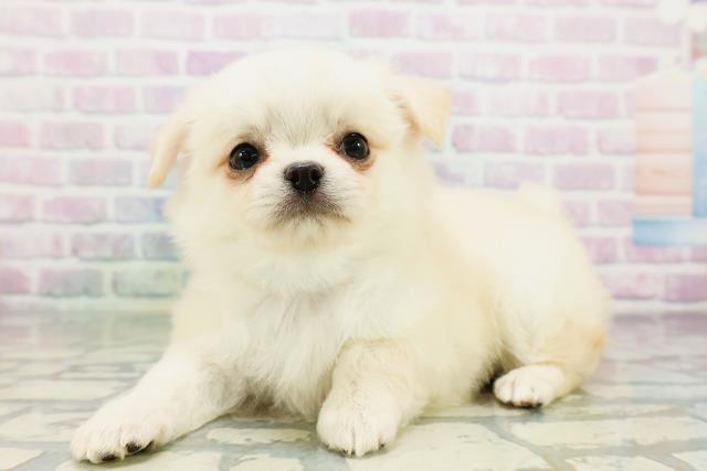 神奈川県のチワワ(ロング) (Coo&RIKUパウ川崎店/2026年5月11日生まれ/男の子/クリーム)の子犬の2枚目の画像