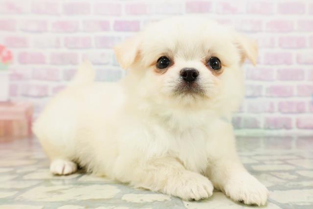 神奈川県のチワワ(ロング) (Coo&RIKUパウ川崎店/2026年5月11日生まれ/男の子/クリーム)の子犬の3枚目の画像