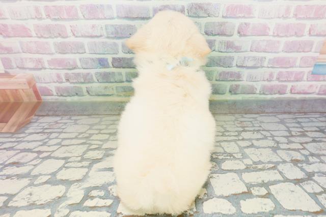 神奈川県のチワワ(ロング) (Coo&RIKUパウ川崎店/2026年5月11日生まれ/男の子/クリーム)の子犬の4枚目の画像