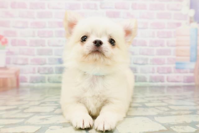 神奈川県のチワワ(ロング) (Coo&RIKU横須賀店/2026年5月11日生まれ/男の子/クリーム)の子犬