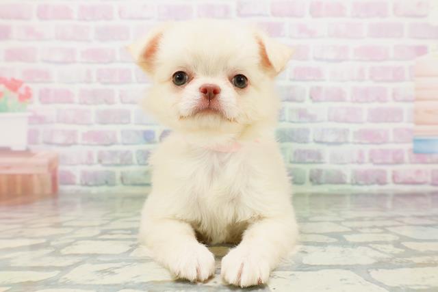 東京都のチワワ(ロング) (Coo&RIKU高円寺店/2026年5月11日生まれ/女の子/クリーム)の子犬の1枚目の画像