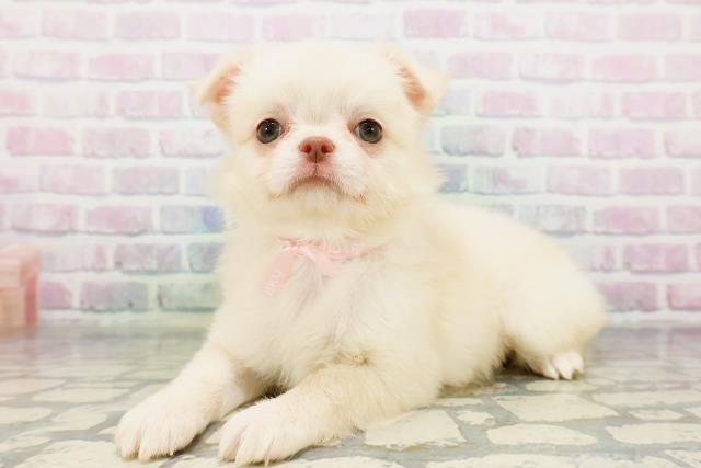 東京都のチワワ(ロング) (Coo&RIKU高円寺店/2026年5月11日生まれ/女の子/クリーム)の子犬の2枚目の画像