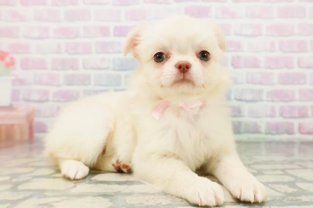 東京都のチワワ(ロング) (Coo&RIKU高円寺店/2026年5月11日生まれ/女の子/クリーム)の子犬の3枚目の画像