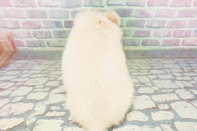 東京都のチワワ(ロング) (Coo&RIKU高円寺店/2026年5月11日生まれ/女の子/クリーム)の子犬の4枚目の画像