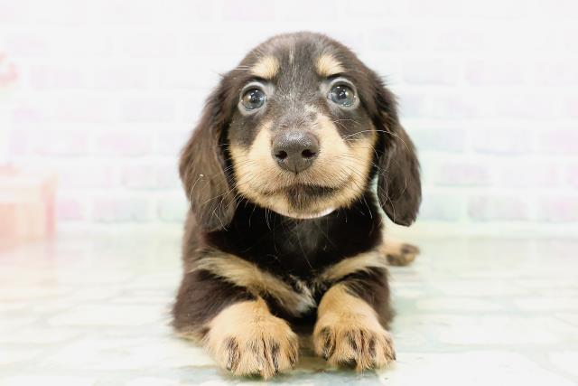 ミニチュア・ダックスフンドの子犬一覧｜ペットショップCoo＆RIKU