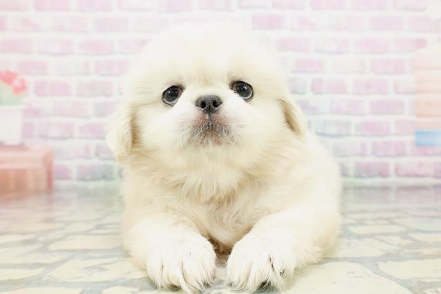 東京都のペキニーズ (Coo&RIKU自由が丘店/2026年5月10日生まれ/男の子/クリーム)の子犬