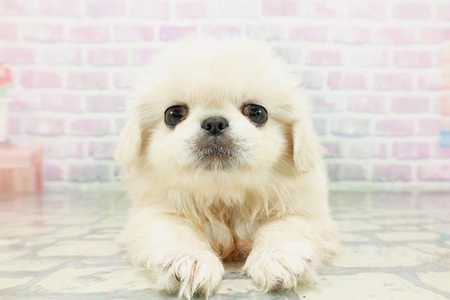 東京都のペキニーズ (Coo&RIKU足立本店/2026年5月10日生まれ/女の子/クリーム)の子犬