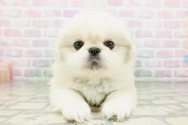 東京都のペキニーズ (Coo&RIKU下北沢店/2026年5月11日生まれ/男の子/クリーム)の子犬