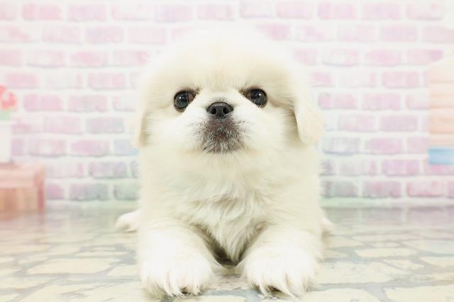 神奈川県のペキニーズ (Coo&RIKU横浜旭店/2026年5月11日生まれ/男の子/クリーム)の子犬