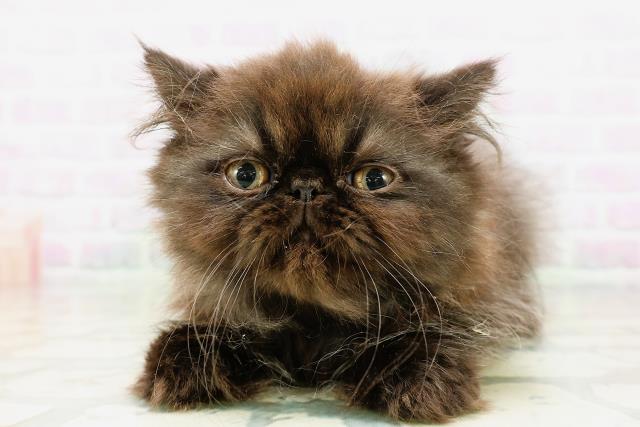 千葉県のエキゾチック (Coo&RIKU東船橋店/2026年5月8日生まれ/男の子/ブラック)の子猫の1枚目の画像