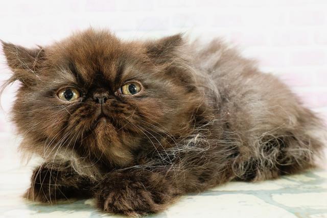 千葉県のエキゾチック (Coo&RIKU東船橋店/2026年5月8日生まれ/男の子/ブラック)の子猫の2枚目の画像