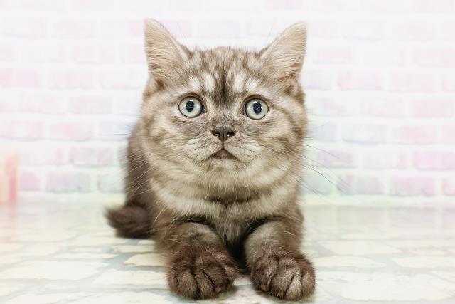 神奈川県のマンチカン (Coo&RIKU相模原店/2026年4月30日生まれ/男の子/ブラックスモーク)の子猫