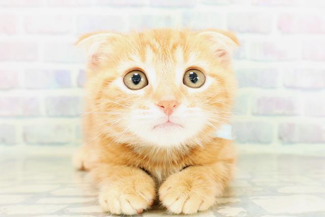 東京都のスコティッシュフォールド (Coo&RIKU江戸川店/2026年5月1日生まれ/男の子/レッドタビー)の子猫