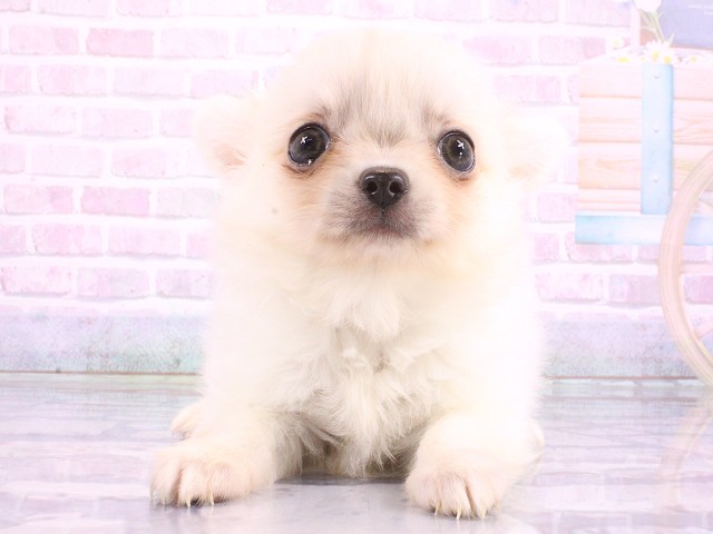 兵庫県のチワワ(ロング) (Coo&RIKU神戸三宮店/2026年5月4日生まれ/男の子/ホワイト)の子犬の1枚目の画像