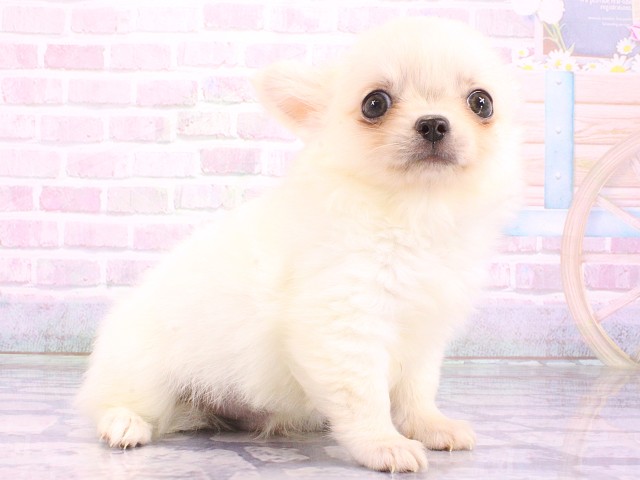 兵庫県のチワワ(ロング) (Coo&RIKU神戸三宮店/2026年5月4日生まれ/男の子/ホワイト)の子犬の2枚目の画像
