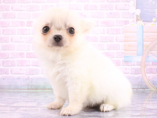 兵庫県のチワワ(ロング) (Coo&RIKU神戸三宮店/2026年5月4日生まれ/男の子/ホワイト)の子犬の3枚目の画像