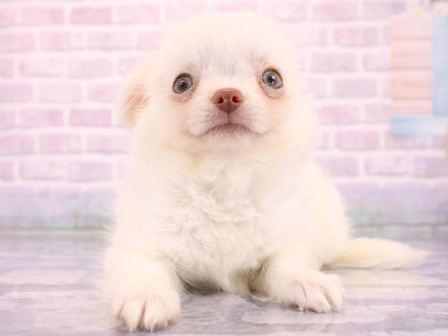 奈良県のチワワ(ロング) (Coo&RIKU奈良新庄店/2026年5月4日生まれ/女の子/ホワイト)の子犬の1枚目の画像