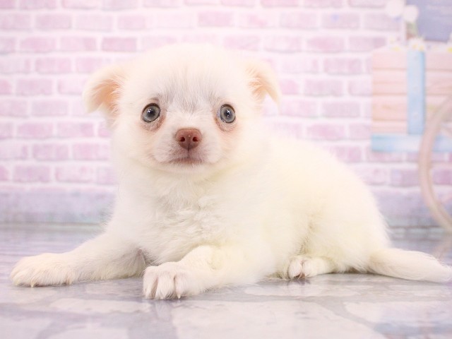 奈良県のチワワ(ロング) (Coo&RIKU奈良新庄店/2026年5月4日生まれ/女の子/ホワイト)の子犬の2枚目の画像