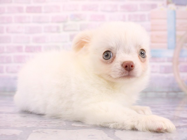 奈良県のチワワ(ロング) (Coo&RIKU奈良新庄店/2026年5月4日生まれ/女の子/ホワイト)の子犬の3枚目の画像
