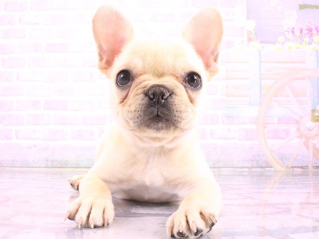 大阪府のフレンチブルドッグ (Coo&RIKU天王寺店/2026年4月29日生まれ/女の子/クリーム)の子犬の1枚目の画像