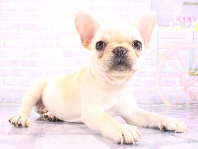 大阪府のフレンチブルドッグ (Coo&RIKU天王寺店/2026年4月29日生まれ/女の子/クリーム)の子犬の2枚目の画像