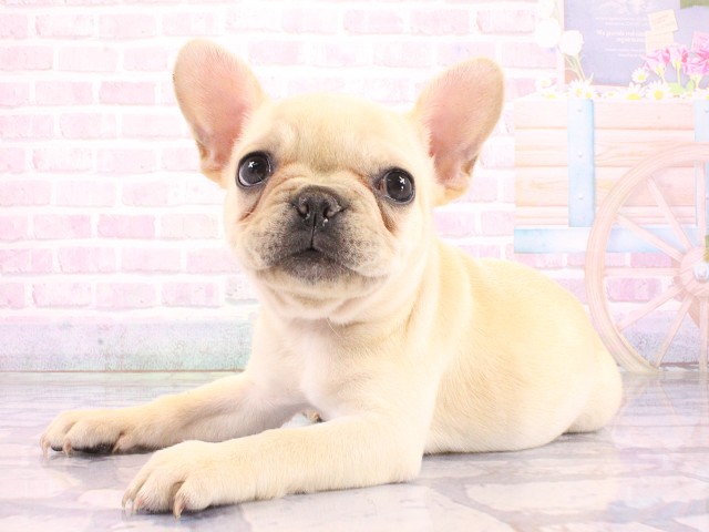 大阪府のフレンチブルドッグ (Coo&RIKU天王寺店/2026年4月29日生まれ/女の子/クリーム)の子犬の3枚目の画像