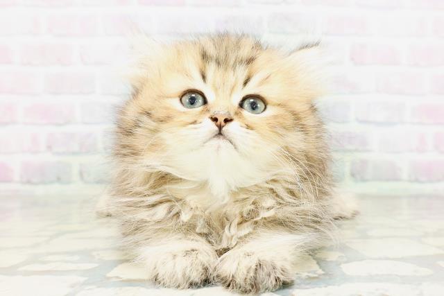ペルシャ(チンチラゴールデン)の子猫を価格や特徴で探す|ペット