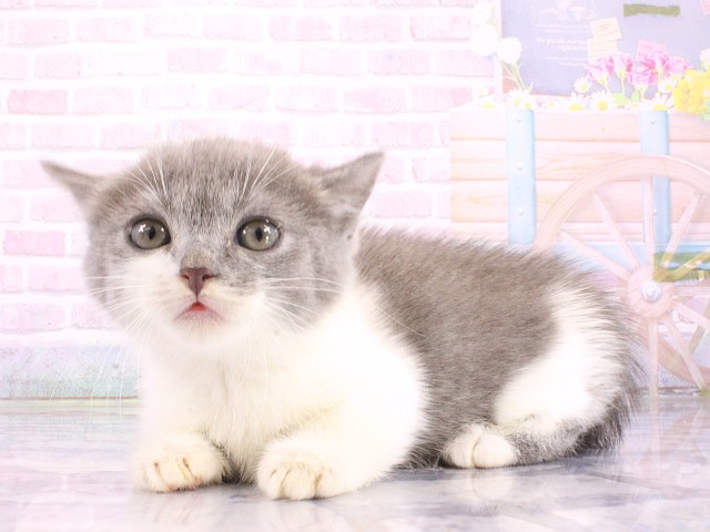 兵庫県のマンチカン (Coo&RIKU神戸東灘店/2026年5月10日生まれ/男の子/ブルーホワイト)の子猫の3枚目の画像