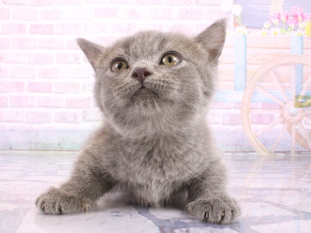 大阪府のマンチカン (Coo&RIKU東大阪店/2026年5月10日生まれ/男の子/ブルー)の子猫