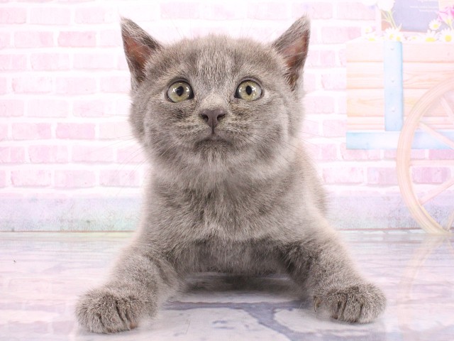 兵庫県のマンチカン (Coo&RIKU明石店/2026年5月10日生まれ/男の子/ブルー)の子猫