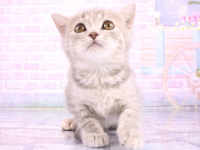 兵庫県のマンチカン (Coo&RIKU神戸垂水店/2026年5月10日生まれ/女の子/ブルータビー)の子猫の1枚目の画像
