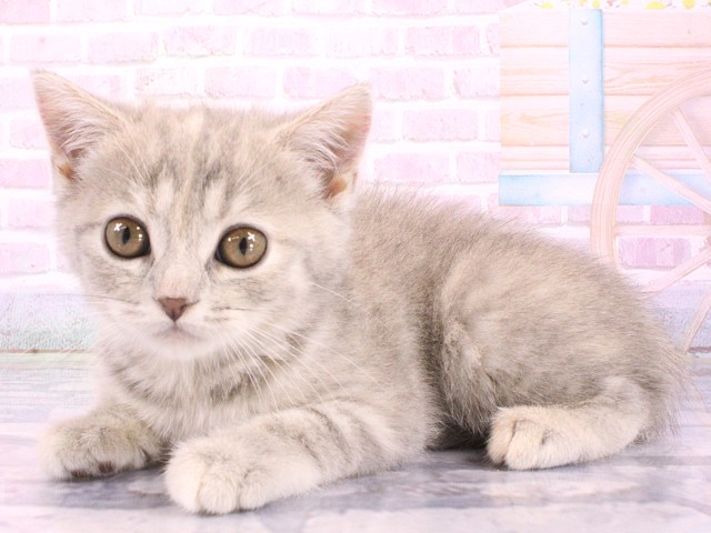 兵庫県のマンチカン (Coo&RIKU神戸垂水店/2026年5月10日生まれ/女の子/ブルータビー)の子猫の3枚目の画像