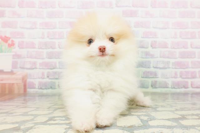 神奈川県のポメラニアン (Coo&RIKU日吉店/2026年5月11日生まれ/男の子/パーティーカラー)の子犬