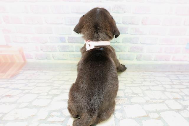 北海道のパグ (Coo&RIKU札幌西店/2026年4月26日生まれ/女の子/ブラック)の子犬の4枚目の画像