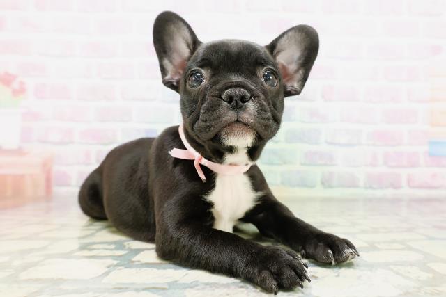 千葉県のフレンチブルドッグ (Coo&RIKU市原店/2026年5月11日生まれ/女の子/ブリンドル)の子犬の3枚目の画像