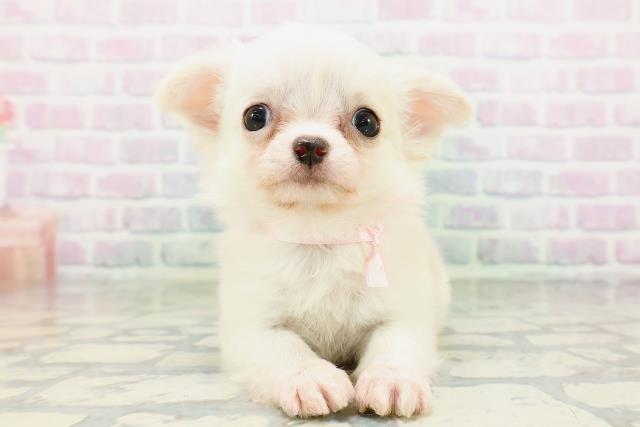 長野県のチワワ(ロング) (Coo&RIKU長野店/2026年5月12日生まれ/女の子/クリーム)の子犬の1枚目の画像